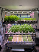 HomeGrown Premium Hydroponic Combo Bundle