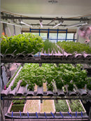 HomeGrown Premium Hydroponic Combo Bundle