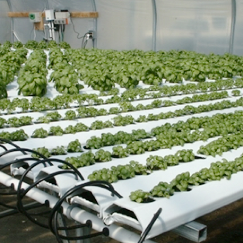 where can i buy hydroponic plants AmHydro.com: NFT 1200 System Kit